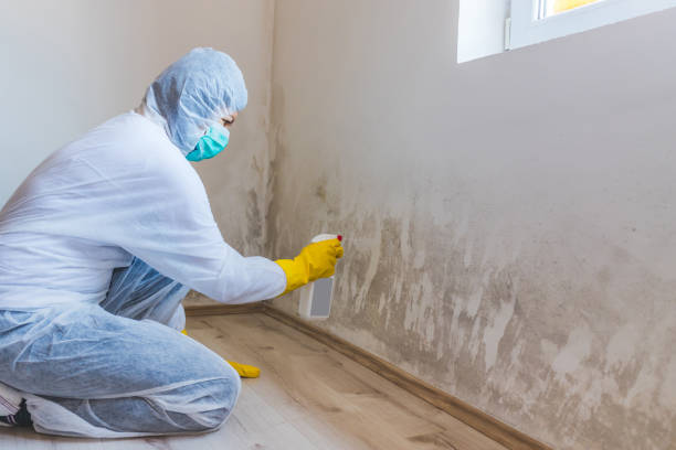 Licensed Mold Cleanup service in Ferndale, MI - WQB Mold Removal