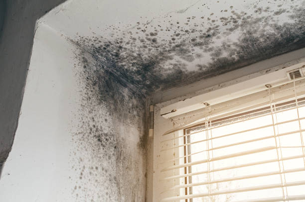 Affordable Mold Cleanup solutions in Ferndale, MI
